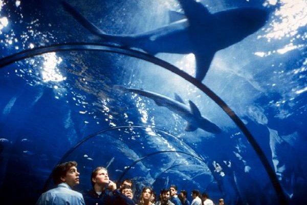Activity from Hotel Acapulco Lloret: Aquarium in Barcelona